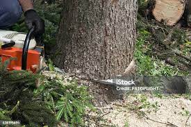 Best Lot and Land Clearing  in Hastings, MN