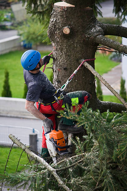 How Our Tree Care Process Works  in  Hastings, MN