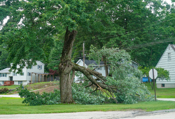  Hastings, MN Tree Removal Pros