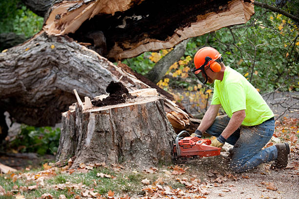 Best Tree Trimming and Pruning  in Hastings, MN