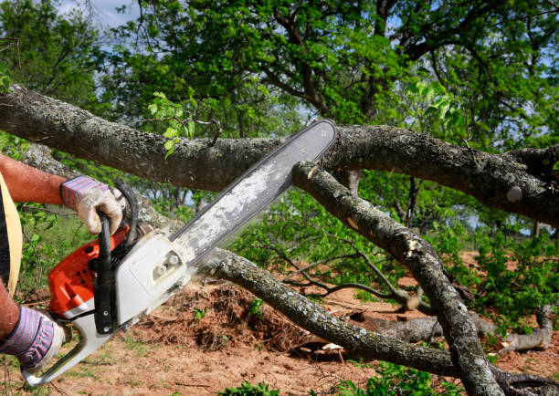 Best Storm Damage Tree Cleanup  in Hastings, MN